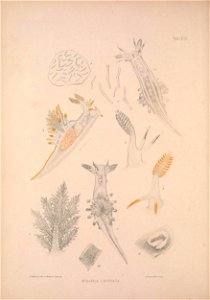 Alder J. & Hancock A. (1845-1855). A monograph of the British nudibranchiate Mollusca: with figures of all the species. The Ray Society, London. Published in 8 parts:Part 3 Fam. 1 Plate 25 [1847].