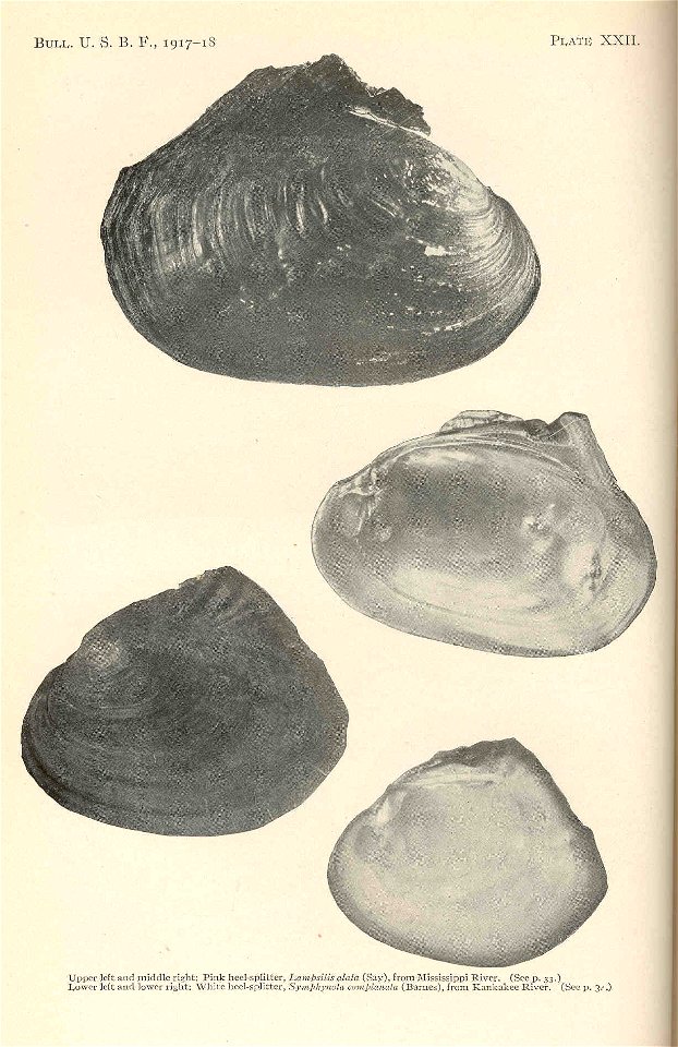 Upper left & middle right: Pink heel-splitter, Potamilus alatus syn. Lampsilis alata from Mississippi River; Lower left & middle right: White heel-splitter, Lasmigona complanata syn. Symphynot