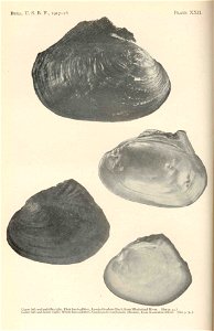Upper left & middle right: Pink heel-splitter, Potamilus alatus syn. Lampsilis alata from Mississippi River; Lower left & middle right: White heel-splitter, Lasmigona complanata syn. Symphynot