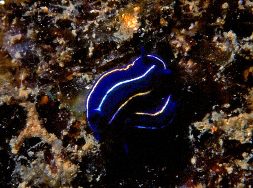Felimare orsinii (Vérany, 1846) - Banyuls-sur-Mer : 07/1995