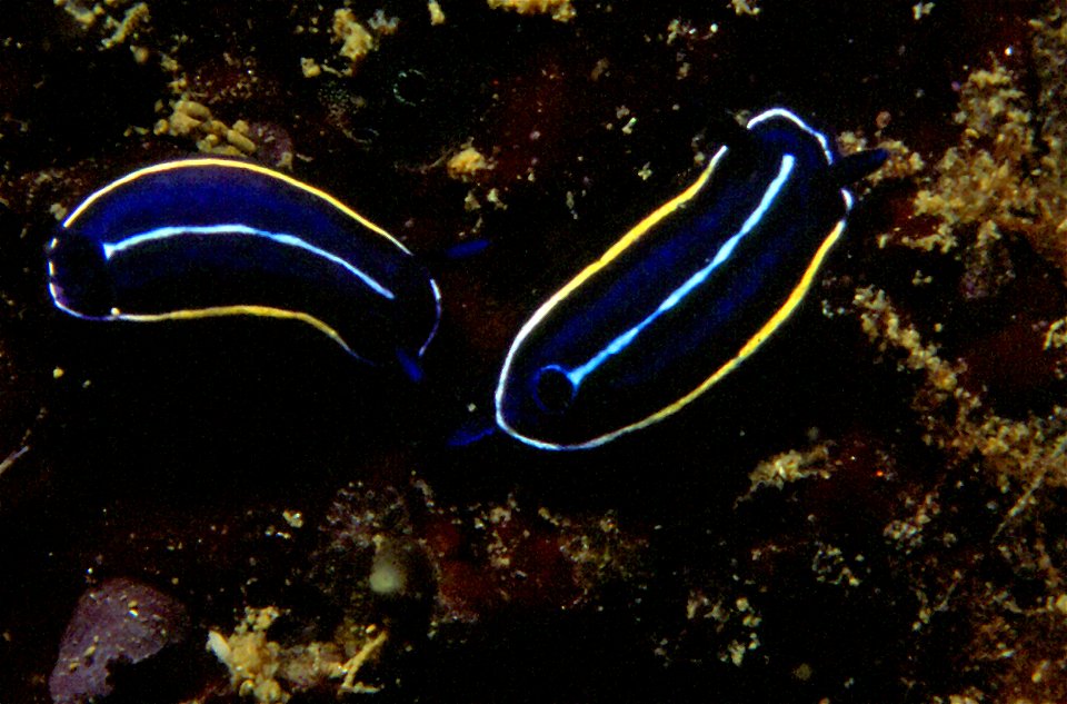 Felimare orsinii (Vérany, 1846) - Banyuls-sur-Mer : 07/95