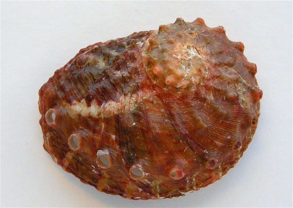 Haliotis ovina Gmelin, 1791; family Haliotidae; Thailand