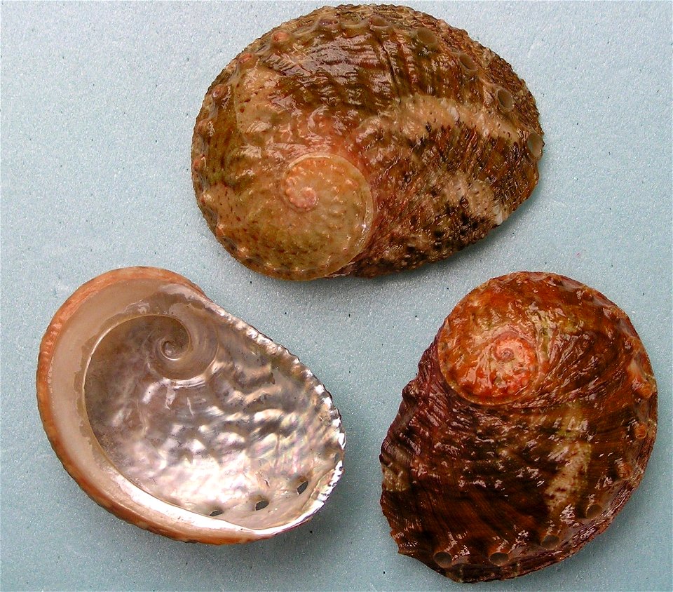 Haliotis ovina Gmelin, 1791; family Haliotidae; Indonesia