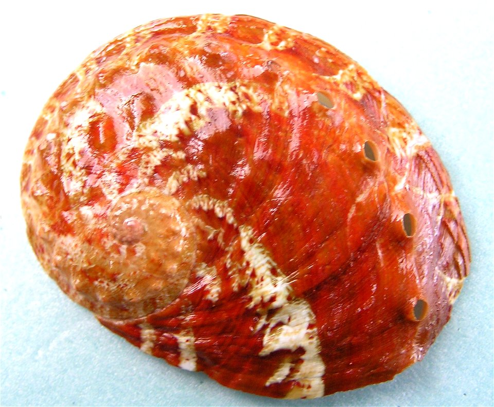 Haliotis ovina ovina Gmelin, 1791 (synonym: Haliotis patamakanthini Dekker, Regter & Gras, 2001); family Haliotidae; Thailand