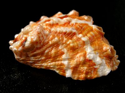 Haliotis ovina volcanius Patamakanthin & Eng, 2002; family Haliotidae; Indonesia