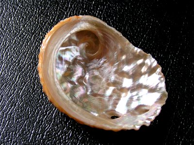 Haliotis ovina volcanius Patamakanthin & Eng, 2002; family Haliotidae; Indonesia