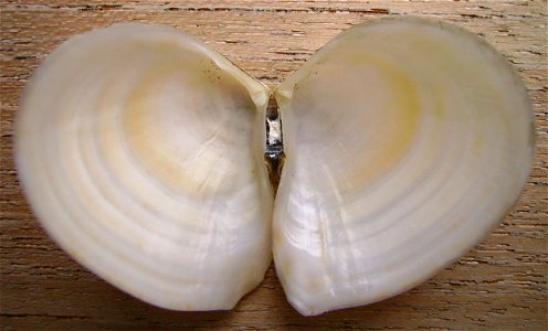 Macomona liliana (large wedge shell) inside, from Auckland, New Zealand.




Public domainPublic domainfalsefalse





This work has been released into the  by its author, Graham Bould. This applies w