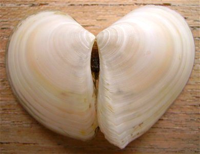 Macomona liliana (large wedge shell), from Auckland, New Zealand.




Public domainPublic domainfalsefalse





This work has been released into the  by its author, Graham Bould. This applies worldwid