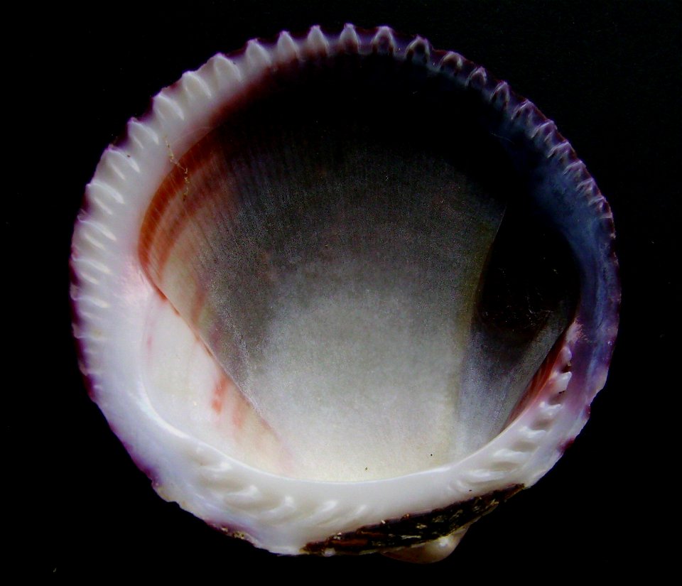 Tucetona laticostata  (inside) from Browns Bay, Auckland, New Zealand.




Public domainPublic domainfalsefalse





This work has been released into the  by its author, Graham Bould. This applies wor
