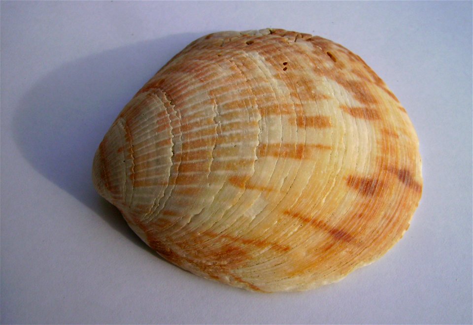Tucetona laticostata (large dog cockle) external