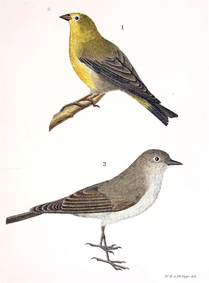 1. Sycalis aureiventris Ph. et Landb.
2. Muscisaxicola cinerea Ph, et Landb.