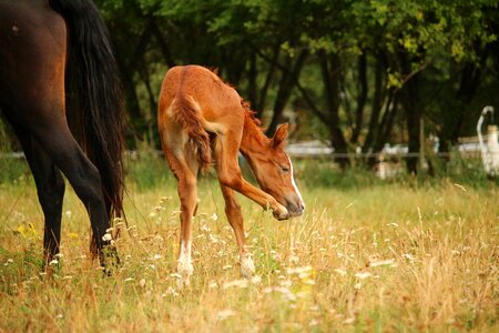 Foal animal mare photo