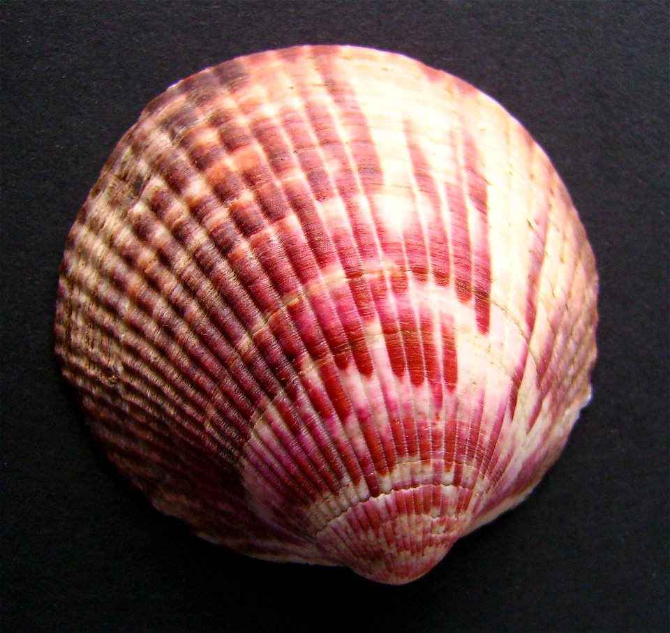 Tucetona laticostata  from Browns Bay, Auckland, New Zealand.




Public domainPublic domainfalsefalse





This work has been released into the  by its author, Graham Bould. This applies worldwide.In