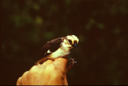 Pale-headed_Brush-Finch (Atlapetes_pallidiceps) from the NBII Image Gallery