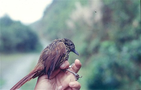 Flammulated Treehunter (Thripadectes flammulatus in Ecuador)}. Picture from the NBII Image Gallery.