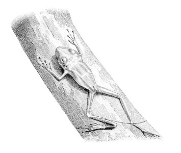 Pristimantis cerasinus