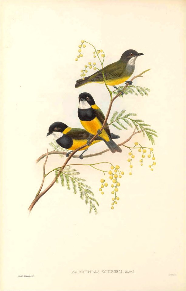 Pachycephala schlegelii in The birds of New Guinea and the adjacent Papuan islands, including many new species recently discovered in Australia. v.3 (Plate 22).