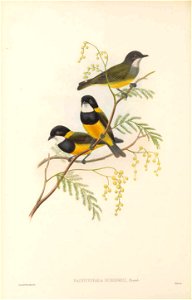 Pachycephala schlegelii in The birds of New Guinea and the adjacent Papuan islands, including many new species recently discovered in Australia. v.3 (Plate 22).