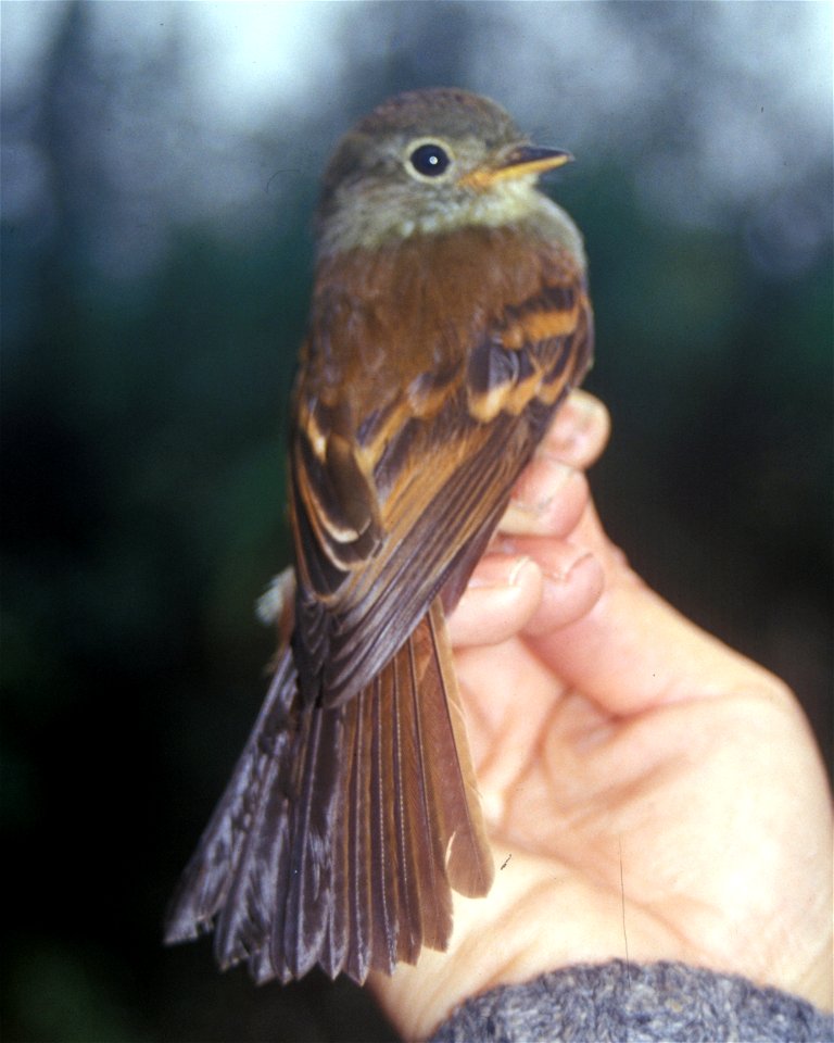 Roraiman Flycatcher (Myiophobus roraimae)