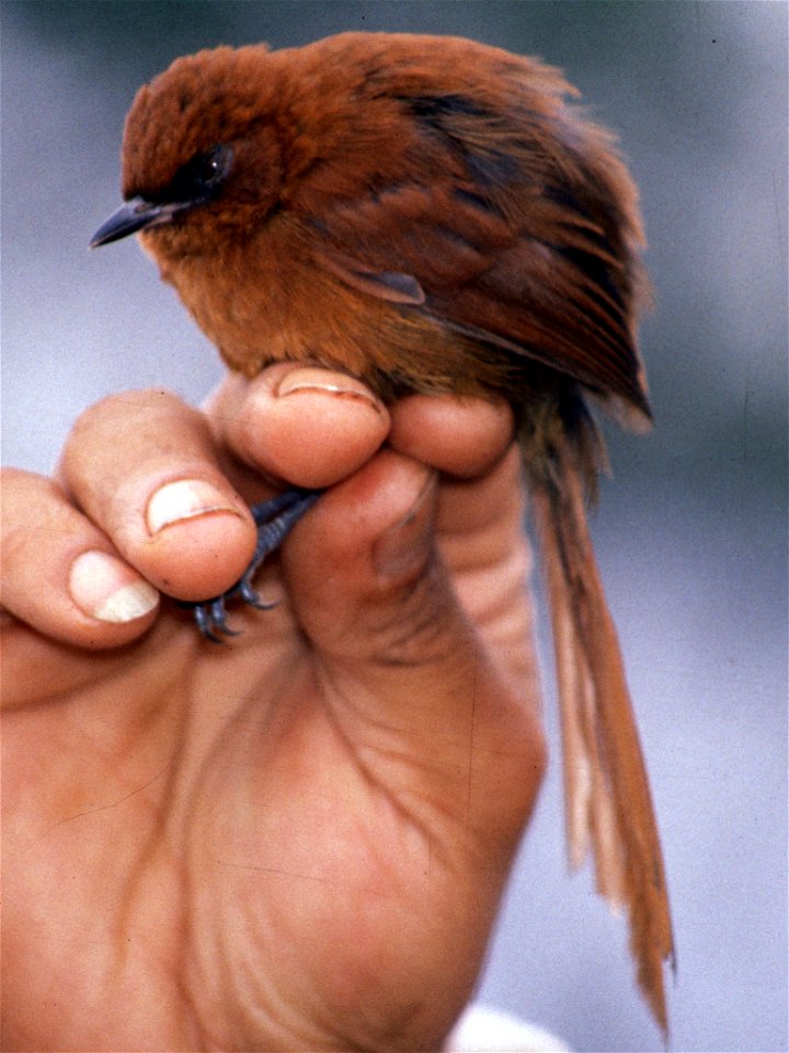 Rufous Spinetail (Synallaxis unirufa) from Ecuador