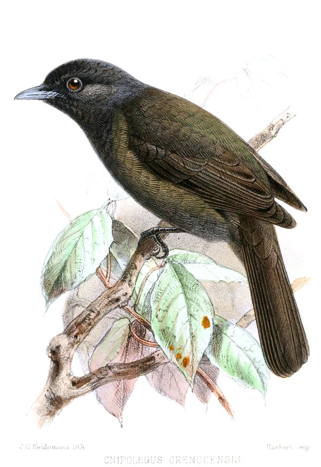 Cnipolegus [sic] orenocensis from The Ibis.