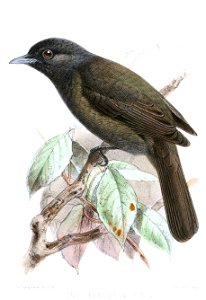 Cnipolegus [sic] orenocensis from The Ibis.