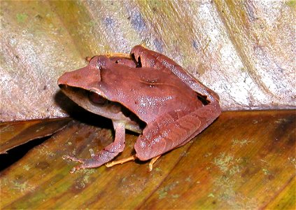 Eleutherodactylus mimus from La Selva Biological Station, northeastern Costa Rica