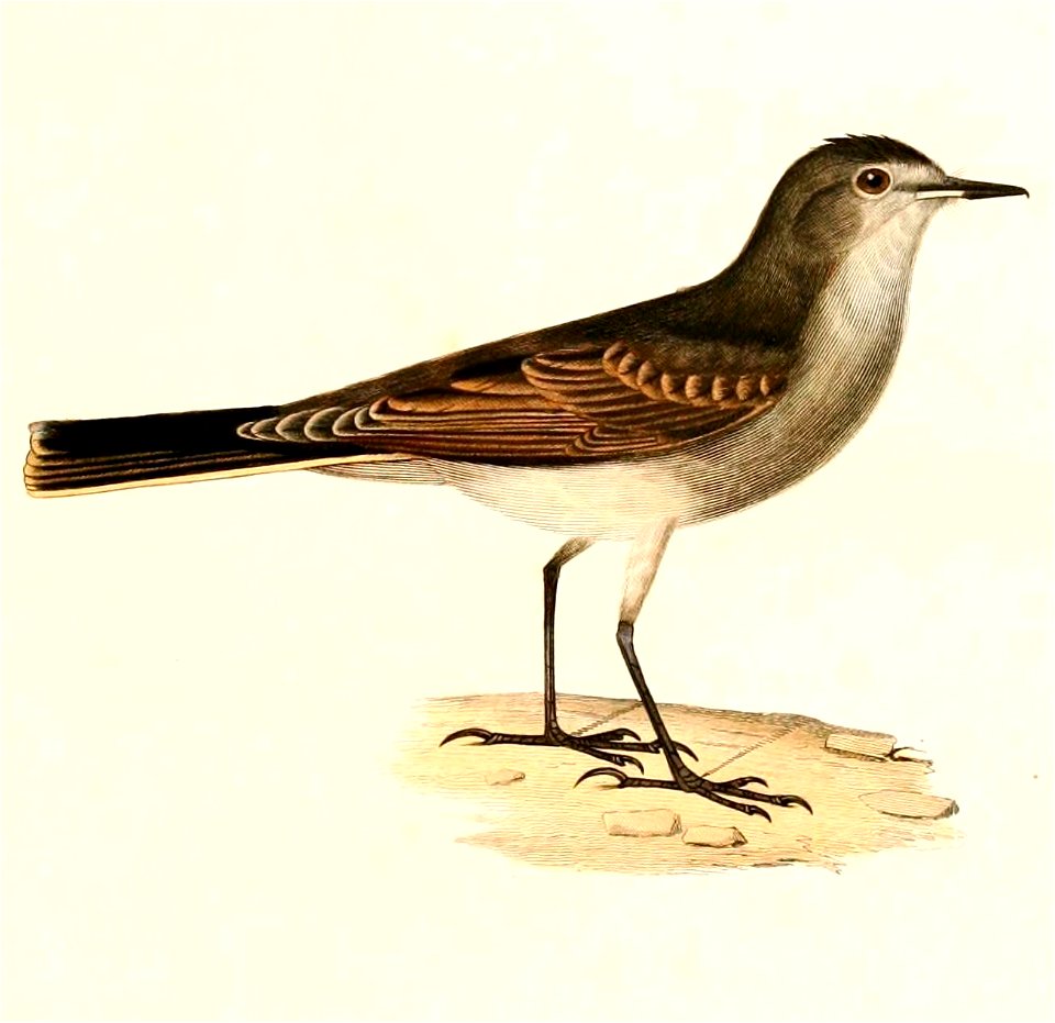 English:  « Muscisaxicola maculirostris » = Muscisaxicola maculirostris (Spot-billed Ground Tyrant)Français :  « Muscisaxicola maculirostris » = Muscisaxic