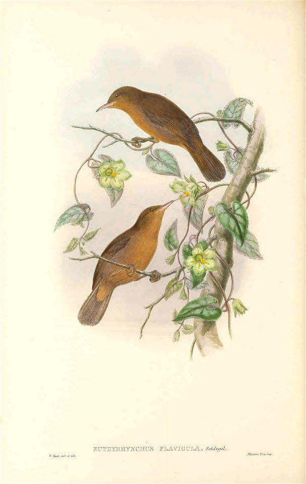 Euthyrhynchus flavigula (=Timeliopsis griseigula) in The birds of New Guinea and the adjacent Papuan islands, including many new species recently discovered in Australia. v.3 (Plate 53).