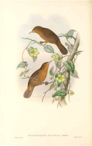 Euthyrhynchus flavigula (=Timeliopsis griseigula) in The birds of New Guinea and the adjacent Papuan islands, including many new species recently discovered in Australia. v.3 (Plate 53).