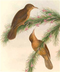 Euthyrhynchus griseigula (=Timeliopsis griseigula) in The birds of New Guinea and the adjacent Papuan islands, including many new species recently discovered in Australia. v.3 (Plate 55).