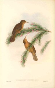 Euthyrhynchus griseigula (=Timeliopsis griseigula) in The birds of New Guinea and the adjacent Papuan islands, including many new species recently discovered in Australia. v.3 (Plate 55).