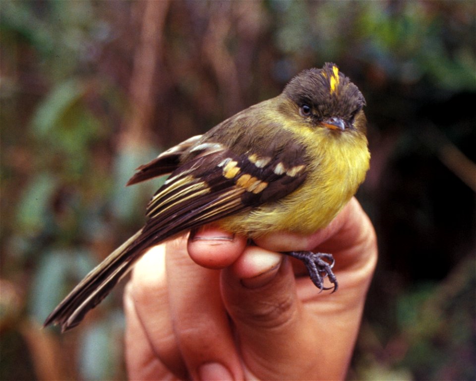 Orange-banded Flycatcher (Myiophobus lintoni) in Ecuador