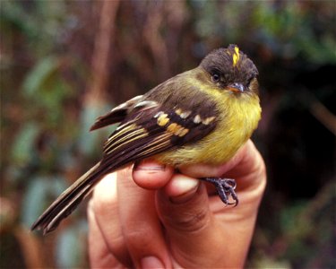 Orange-banded Flycatcher (Myiophobus lintoni) in Ecuador