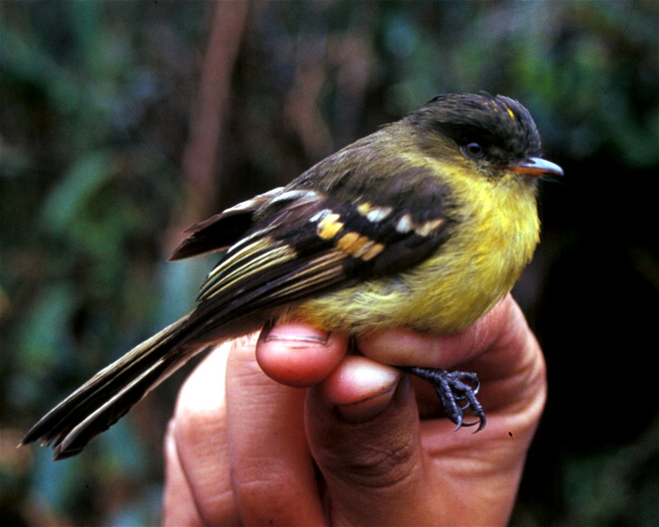 Orange-banded Flycatcher (Myiophobus lintoni) in Ecuador