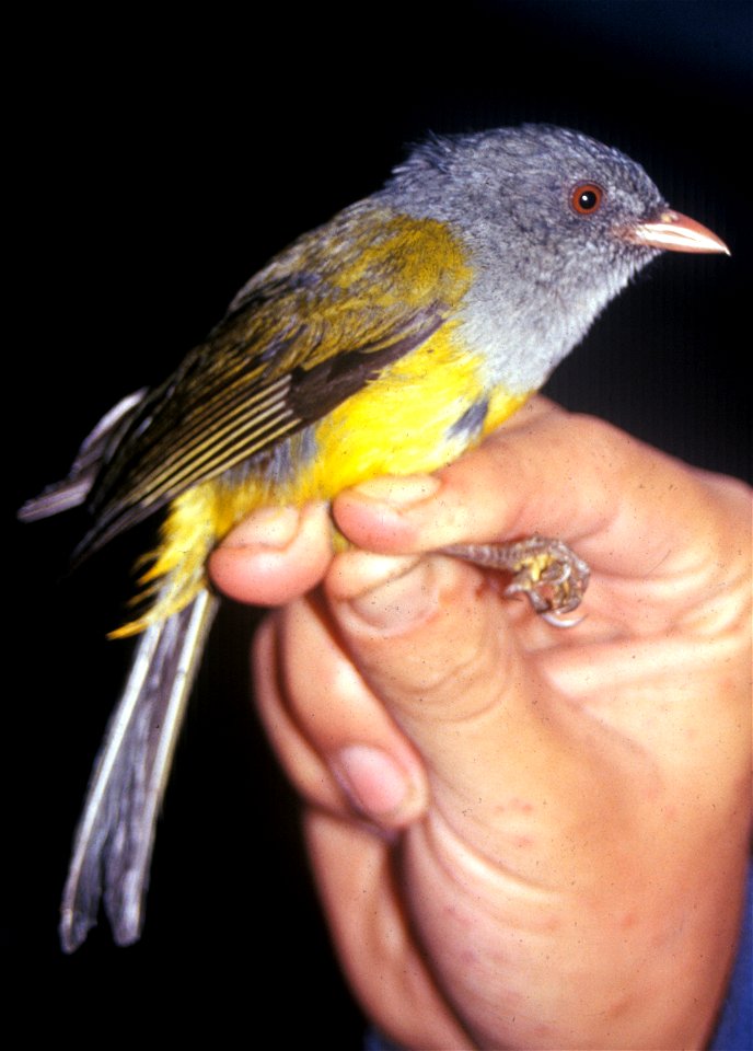 Grey-hooded Bush-tanager (Cnemoscopus rubrirostris) from Cordillera del Cóndor, Ecuador.