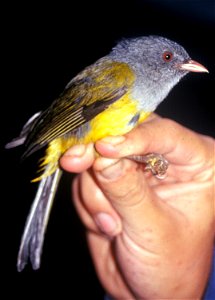 Grey-hooded Bush-tanager (Cnemoscopus rubrirostris) from Cordillera del Cóndor, Ecuador.
