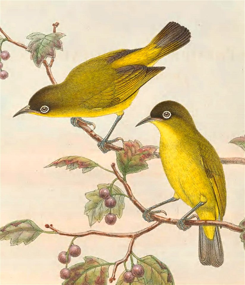 Zosterops uropygialis - The birds of New Guinea and the adjacent Papuan islands : including many new species recently discovered in Australia. v.3 (Plate 58).