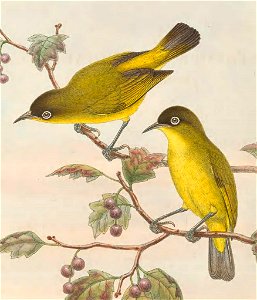 Zosterops uropygialis - The birds of New Guinea and the adjacent Papuan islands : including many new species recently discovered in Australia. v.3 (Plate 58). photo