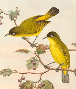 Zosterops uropygialis - The birds of New Guinea and the adjacent Papuan islands : including many new species recently discovered in Australia. v.3 (Plate 58).