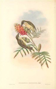 Stigmatops kebirensis (=Lichmera squamata (kebirensis)) in The birds of New Guinea and the adjacent Papuan islands, including many new species recently discovered in Australia. v.3 (Plate 43).