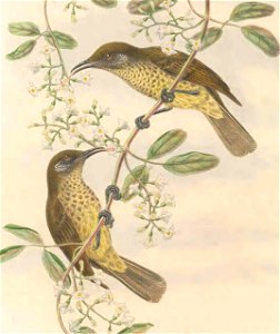 Stigmatops squamata (=Lichmera squamata)) in The birds of New Guinea and the adjacent Papuan islands, including many new species recently discovered in Australia. v.3 (Plate 44).
