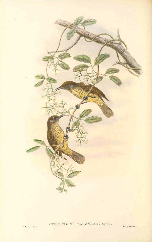 Stigmatops squamata (=Lichmera squamata)) in The birds of New Guinea and the adjacent Papuan islands, including many new species recently discovered in Australia. v.3 (Plate 44).