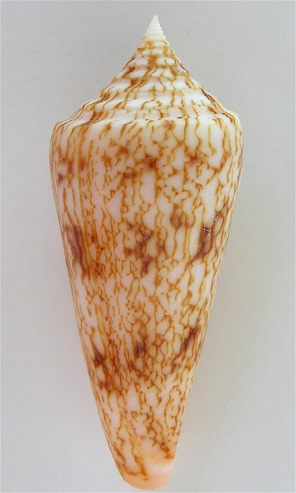 Conus neptunus Reeve, 1843