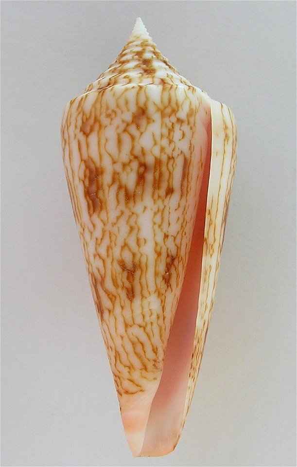 Conus neptunus Reeve, 1843