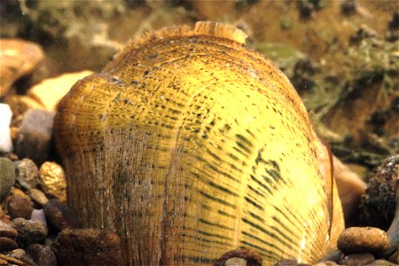 Epioblasma brevidens