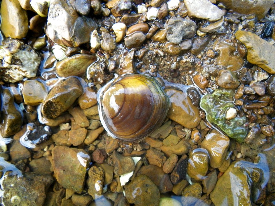The round hickorynut mussel is an at-risk species that is found throughout the Ohio River System, including the Tennessee and Cumberland Rivers. Its shell is round, as the name suggests, which is a sh