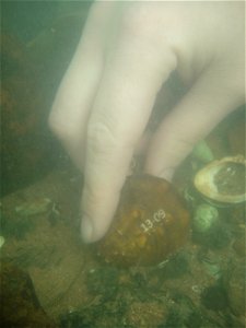 Sarah Sorenson, a USFWS biologist, places a winged mapleleaf mussel in Tennessee's Duck River.

Credit: Chris Davidson - USFWS