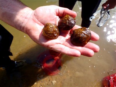 USFWS biologist Chris Davidson holds three winged mapleleaf mussels, which are tagged with identification numbers for monitoring purposes.

Photo credit: Sarah Sorenson - USFWS