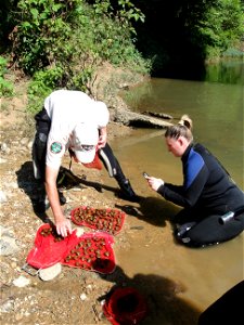Don Hubbs with the Tennessee Wildlife Resources Agency and Sarah Sorenson with the U.S. Fish and Wildlife Service prepare to return the federally endangered winged mapleleaf mussel to the Duck River i